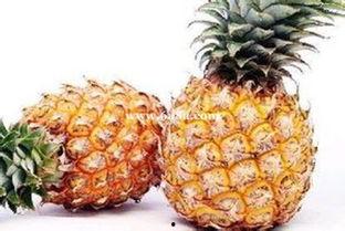 娱乐吃瓜小菠萝视频大全,盘点热门视频大全